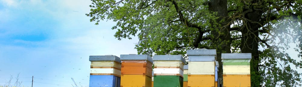 Private beehive boxes in grassy valley, representing a Therapist in New Jersey