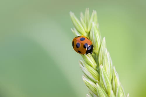Small ladybug on a stem