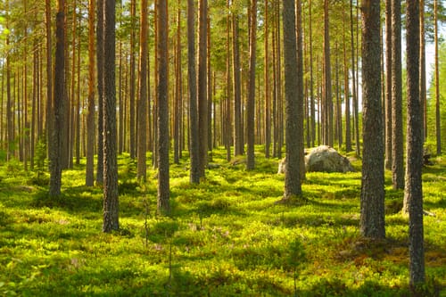 Forest Walk