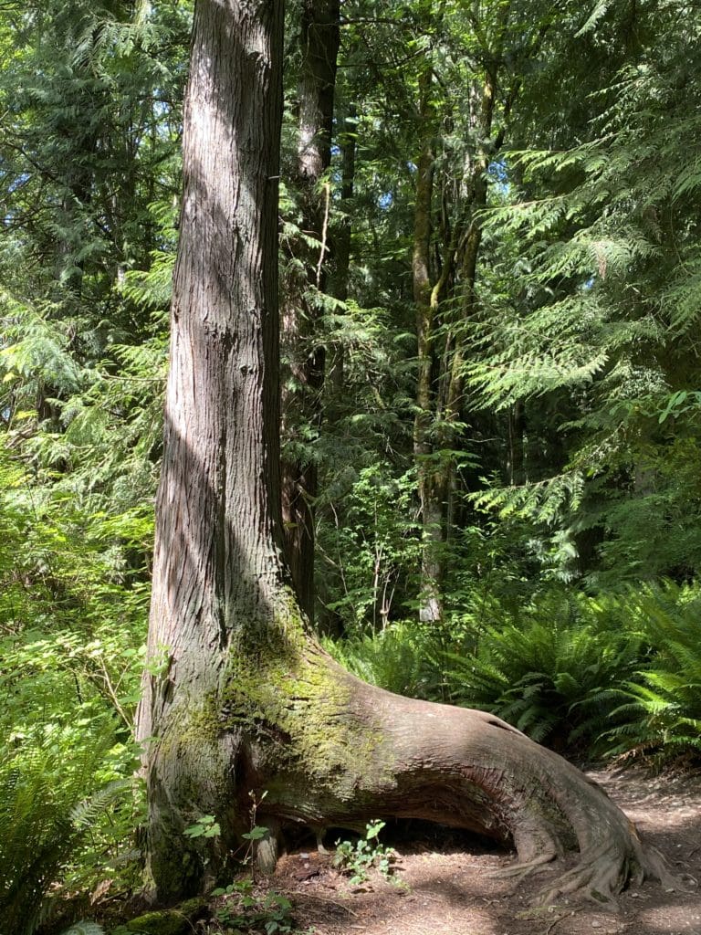 Forest Shapes