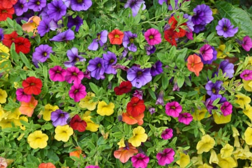Flower Power