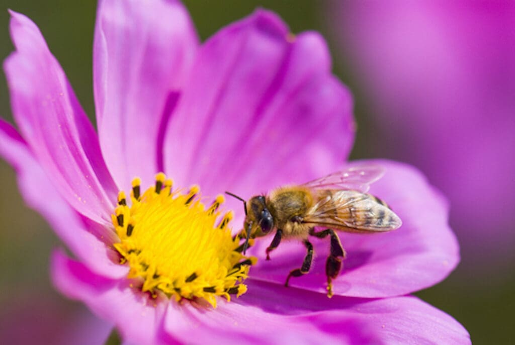 bees pollinating a purple flower